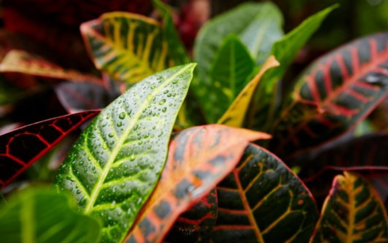 uploads/news/2019/10/peluang-berbisnis-tanaman-hias-3907504746c27a2.jpg
