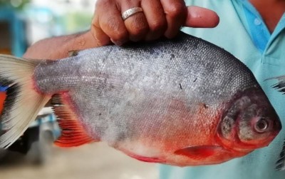 uploads/news/2019/10/potensi-menjanjikan-ikan-bawal-902393fb2db6ccc_400.jpg