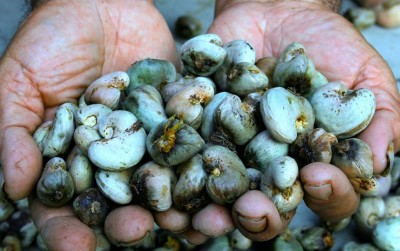 uploads/news/2019/10/raup-untung-dari-kacang-16754390f3bb794_400.jpg