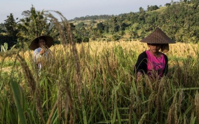 uploads/news/2019/10/saatnya-perbatasan-jadi-lumbung-90014b2fad8820e_400.jpg