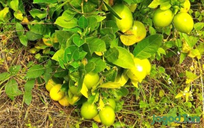uploads/news/2019/10/seedless-si-lemon-tanpa-20076e41beecb7d_400.jpg