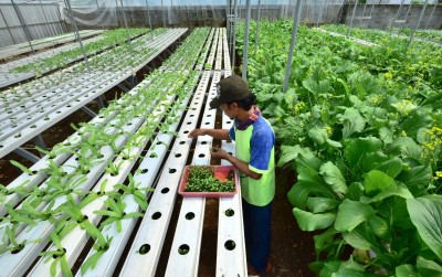uploads/news/2019/10/segarnya-bisnis-sayuran-hidroponik-79418f550053f8e_400.JPG