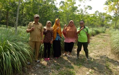 uploads/news/2019/10/semerbak-budidaya-serai-wangi-1322493e1be8463_400.jpg
