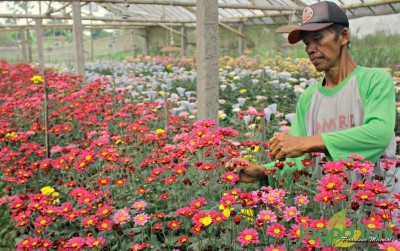 uploads/news/2019/10/serbuk-cuan-bunga-krisan-810024cbceeb23c_400.jpg