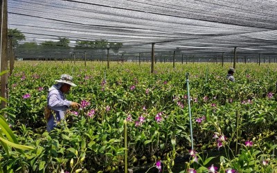 uploads/news/2019/10/simpelnya-merawat-anggrek-dendrobium-55954fe5df232ca_400.jpg