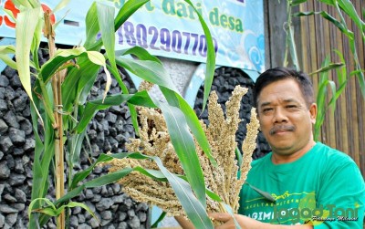 uploads/news/2019/10/sorgum-tanaman-sejuta-manfaat-87649d53629cd03_400.jpg