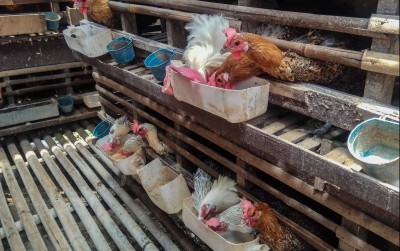 uploads/news/2019/10/untungnya-budidaya-ayam-arab-6796023e4d5263c_400.jpg
