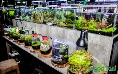 uploads/news/2019/10/video-menyelami-bisnis-aquascape-67464756ef73f0f_400.jpg