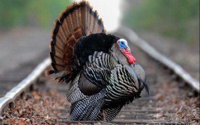 uploads/news/2019/10/yuk-belajar-breeding-kalkun-3593946314859f7_400.jpg