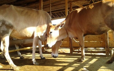 uploads/news/2019/11/-si-jabres-sapi-berkemampuan-63057dc0f9164b9_400.jpg