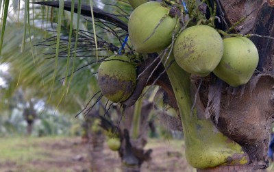 uploads/news/2019/11/aceh-kirim-petani-milenial-26245bc9b72c10c_400.jpg