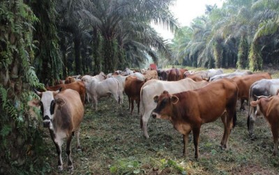 uploads/news/2019/11/bateng-integrasikan-sawit-untuk-931595d2c2cefe6_400.jpg
