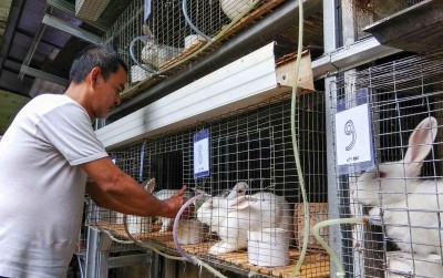 uploads/news/2019/11/budidaya-kelinci-ala-brc--238871c35732693_400.jpg