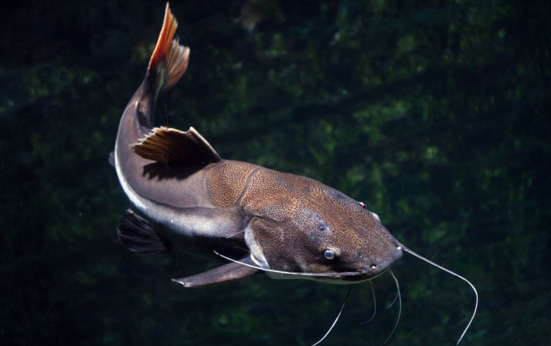 uploads/news/2019/11/cara-cepat-mengembangbiakan-ikan-42324617f1145e3.png