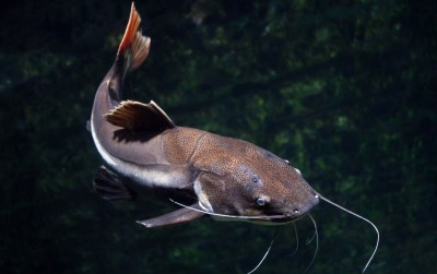 uploads/news/2019/11/cara-cepat-mengembangbiakan-ikan-42324617f1145e3_400.png