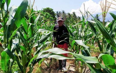 uploads/news/2019/11/cara-petani-sulteng-hadapi-418203e0213d418_400.jpg