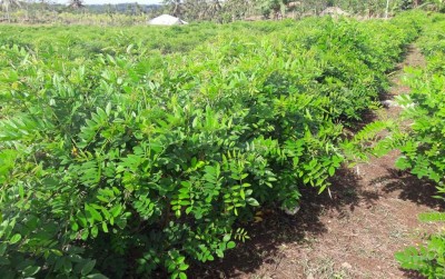 uploads/news/2019/11/gozoll-agribun-pakan-ternak-641279d7fb2c4a2_400.jpg
