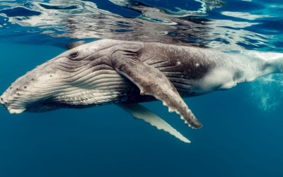 uploads/news/2019/11/ikan-paus-si-penyelamat-3239372d72aeab6_400.jpg