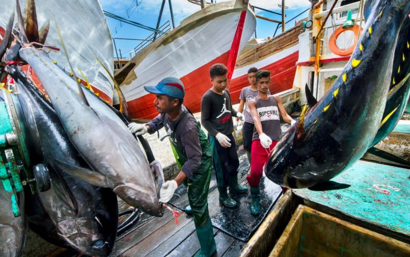 uploads/news/2019/11/ikan-perairan-belawan-layak-56469b0ae0c300a.jpg