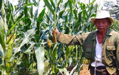 uploads/news/2019/11/jagung-talenta-laris-manis--8365811825f1df7_400.jpg