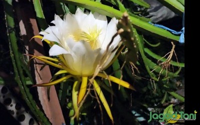 uploads/news/2019/11/kala-bunga-naga-bermekaran-92647c209e4fe29_400.jpg
