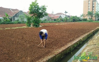 uploads/news/2019/11/kebun-sayur-di-tengah-61886ba28712b87_400.jpg