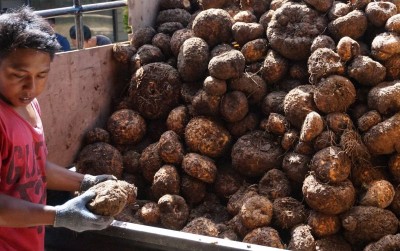 uploads/news/2019/11/membudidayakan-tanaman-viral-porang-13813c385a8b4ff_400.jpg