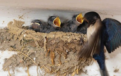 uploads/news/2019/11/mengkilatnya-air-liur-burung-256619c531fa588_400.jpg