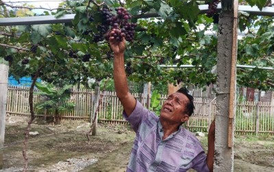 uploads/news/2019/11/mengukir-kembali-kejayaan-anggur-9507511fd8a2b11_400.jpeg