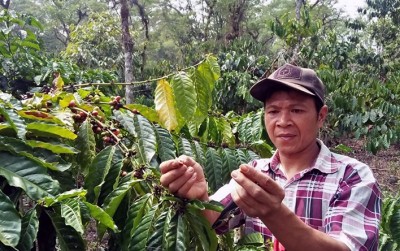 uploads/news/2019/11/petani-kopi-lahat-gagal-2359479b7eb1e25_400.jpg