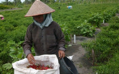 uploads/news/2019/11/petani-lahan-pantai-panen-516942771442a1f_400.jpg