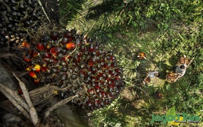 uploads/news/2019/11/petani-sawit-kuansing-raih-76647dda5c6d960_400.jpg