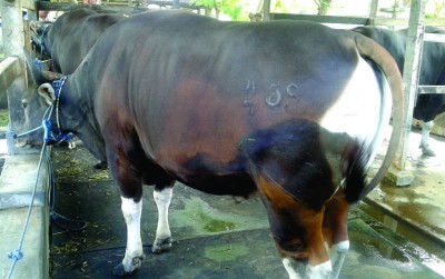 uploads/news/2019/11/peternak-sapi-ntb-pecahkan-56991d2d541ae05_400.jpg