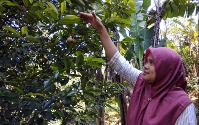 uploads/news/2019/11/restorasi-pala-di-kampung-48093fdd1850b46_400.jpg