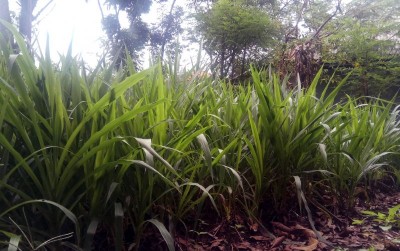 uploads/news/2019/11/rumput-odot-penghasil-uang-175488d5a0b02ce_400.jpg