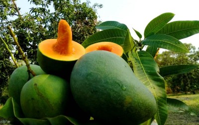 uploads/news/2019/11/saatnya-mangga-lokal-go-4601276b40fb38d_400.jpg