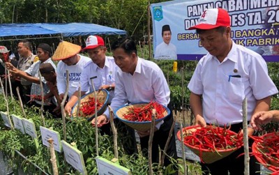uploads/news/2019/11/sukses-tanam-cabai-ala-885874efdd2f969_400.jpg
