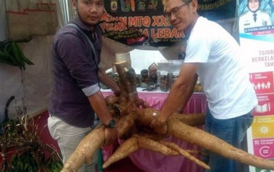 uploads/news/2019/11/terkesima-singkong-raksasa-gunungkencana-904883f69e0ed78_400.jpg