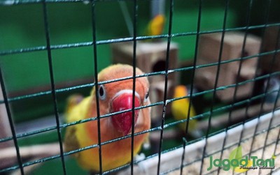 uploads/news/2019/11/warna-warni-bisnis-lovebird-603363f85347815_400.jpg
