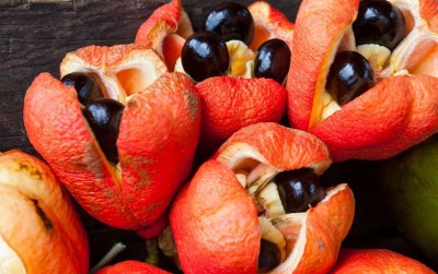 uploads/news/2019/12/ackee-buah-mematikan-kebanggaan-78049fd803e12a8_400.jpg