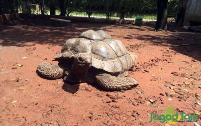 uploads/news/2019/12/aldabra-kura-kura-terbesar-di-50108fafd60b4f4_400.jpg