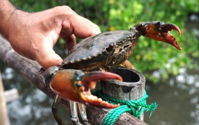 uploads/news/2019/12/budidaya-kepiting-demi-kelestarian-76992fe2775817a_400.jpg