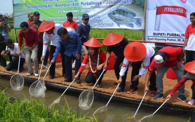 uploads/news/2019/12/cipratan-emas-minapadi-purbalingga-27584a513ca720e_400.jpg
