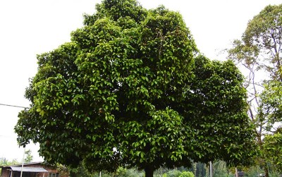 uploads/news/2019/12/jangan-tebang-pohon-manggis-15609fcb79970cb_400.jpg