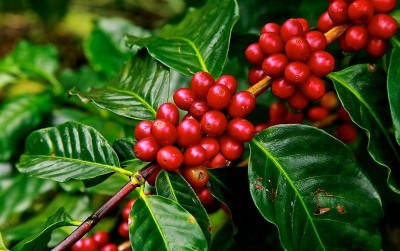 uploads/news/2019/12/kulit-kopi-untuk-pakan-360116e4085ed54_400.jpg