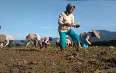 uploads/news/2019/12/kulon-progo-percepat-tanam-715383bc2942f31_400.jpeg