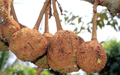 uploads/news/2019/12/legenda-durian-si-gundul--4846804ad4836aa_400.jpg