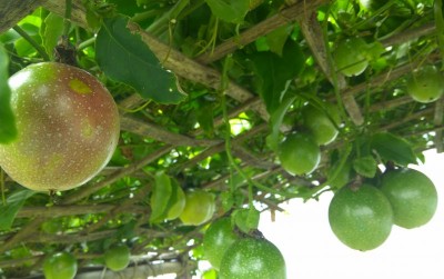 uploads/news/2019/12/menanam-markisa-di-pekarangan-6609253814d7148_400.jpg