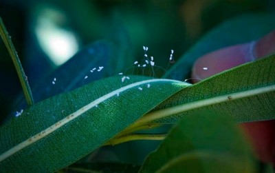 uploads/news/2019/12/mengenal-bunga-dari-surga-47820fbb17e456e_400.jpg