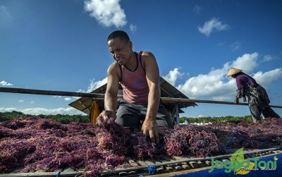 uploads/news/2019/12/merajut-potensi-rumput-laut-3081145110781c1_400.jpg